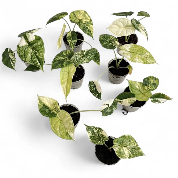 Alocasia baginda 'Dragon scale' Mint Variegata – Zimmerpflanze im Kulturtopf auf weißem Hintergrund, Produktfoto 15.