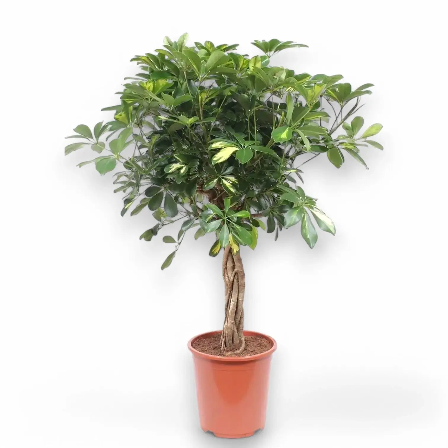 Heptapleurum (Schefflera) arboricola 'Gold Capella' potted houseplant in nursery pot on white background, product photo 5.