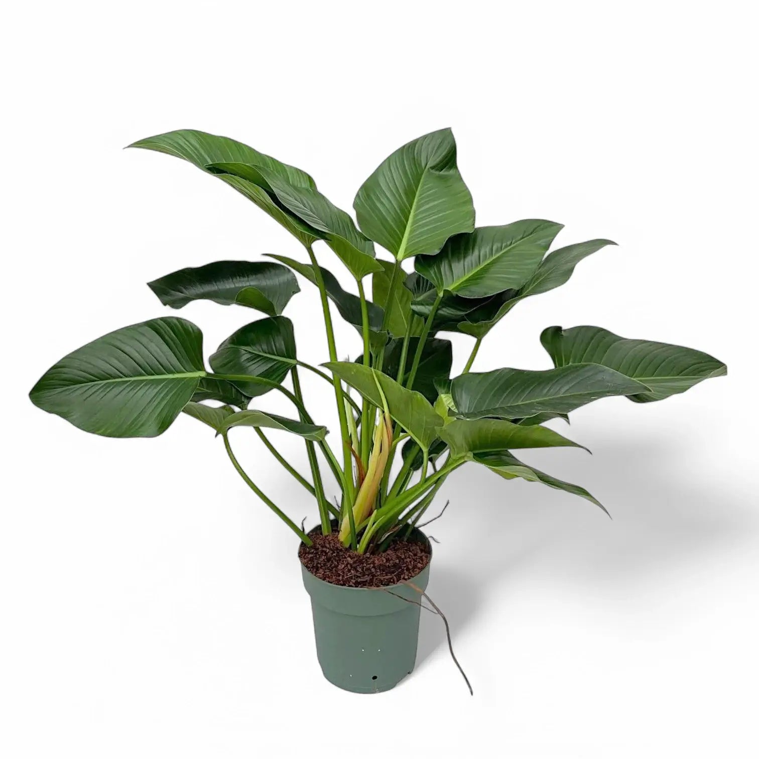 Philodendron 'Green beauty' potted houseplant in nursery pot on white background, product photo 2.