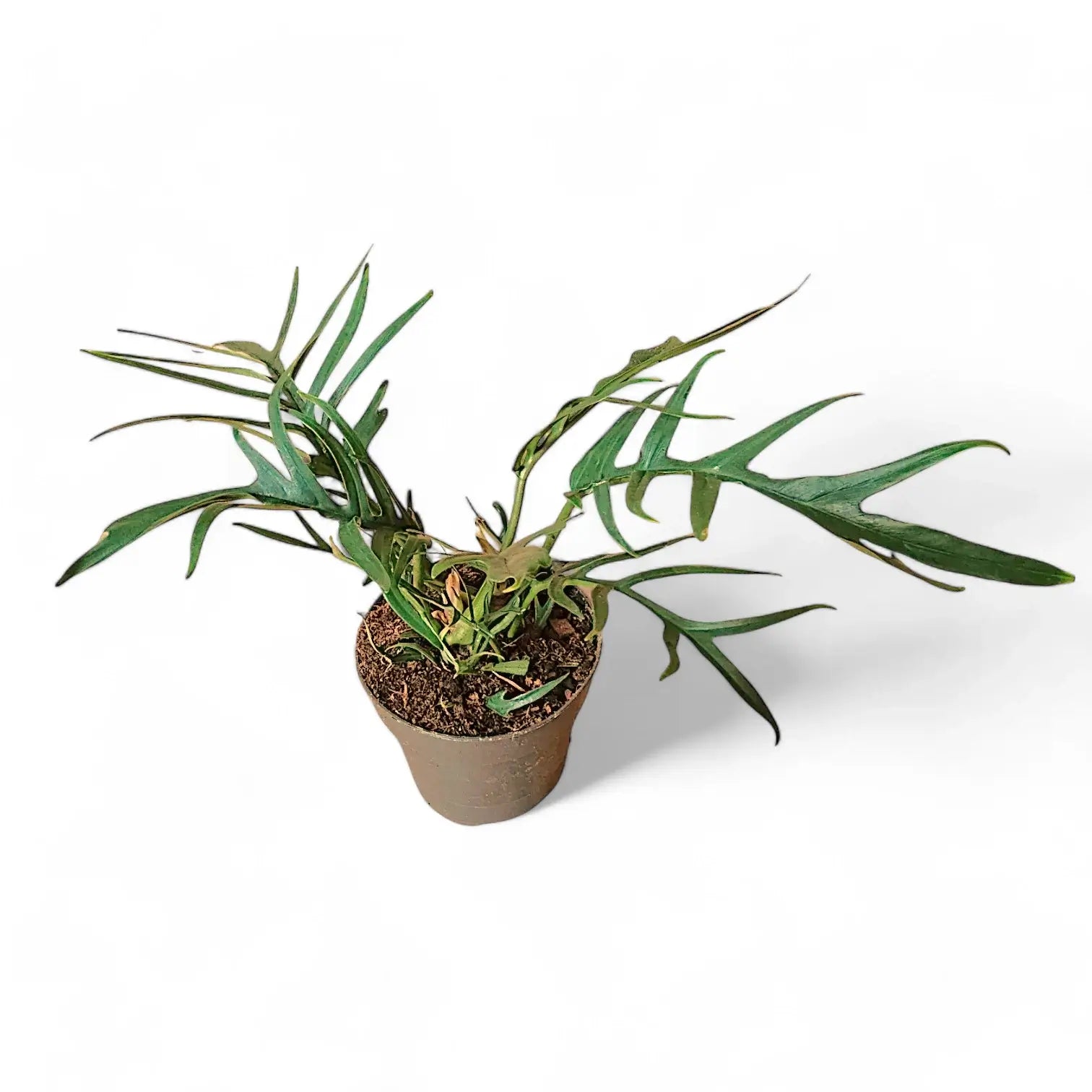 Philodendron tortum – Topfpflanze im Kulturtopf vor weißem Hintergrund, Produktfoto 7.