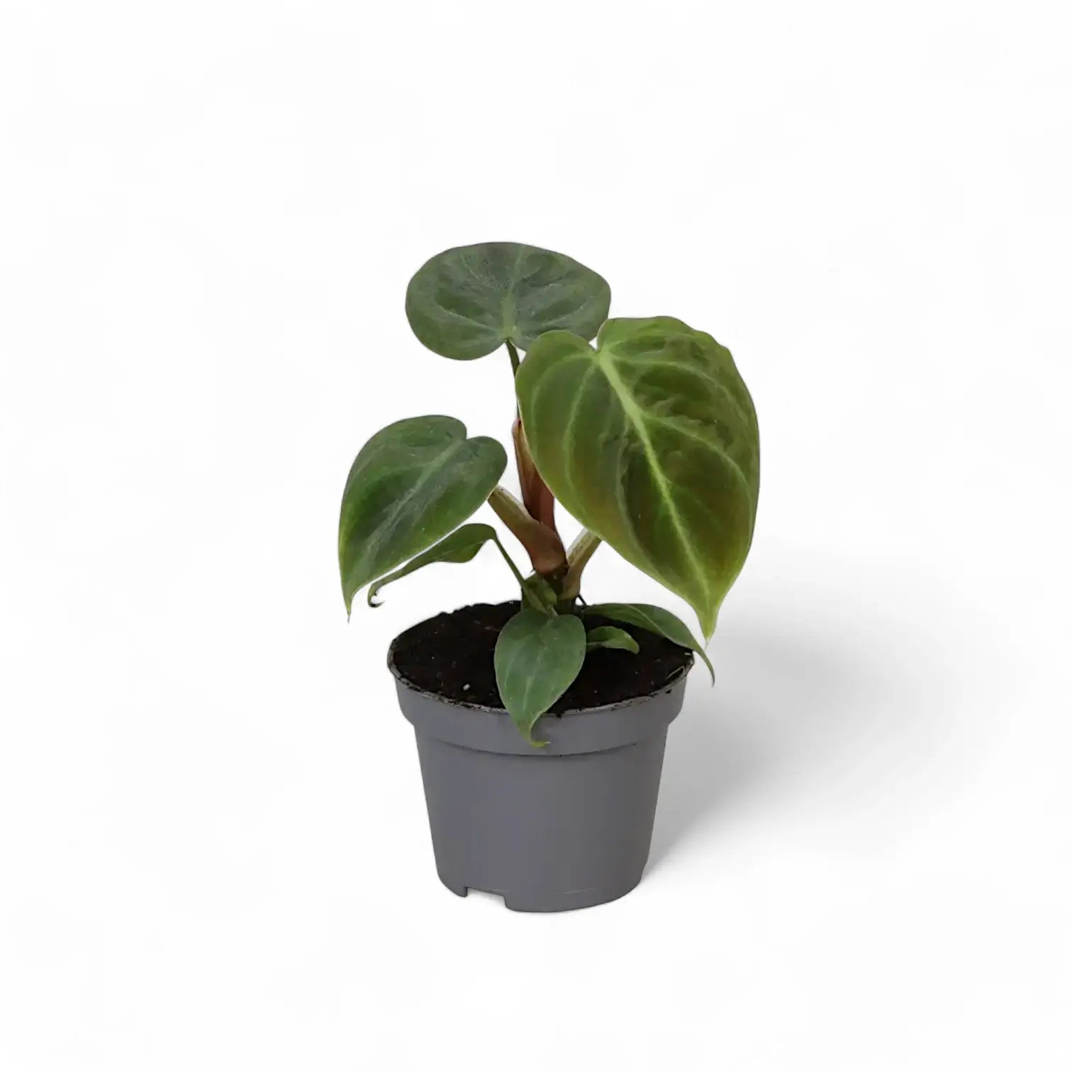 Philodendron 'El Choco red' (Philodendron rubrijuvenile) – Zimmerpflanze im Kulturtopf auf weißem Hintergrund, Produktfoto 7.