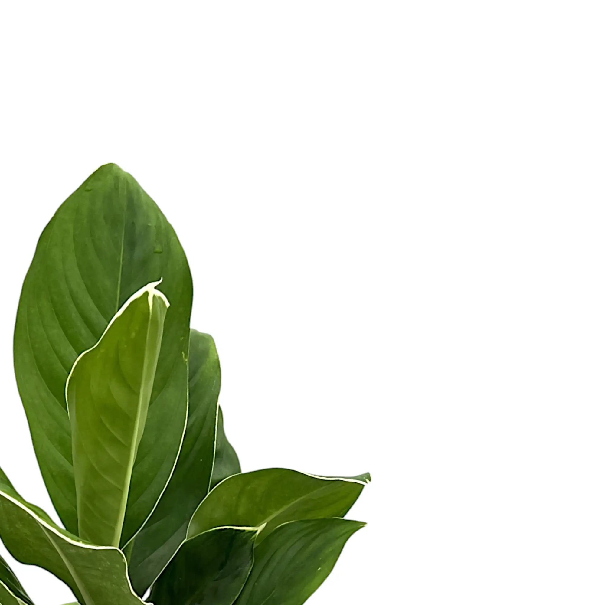 Aglaonema âCintho Kingâ â Nahaufnahme eines Blatts vor weiĂem Hintergrund.