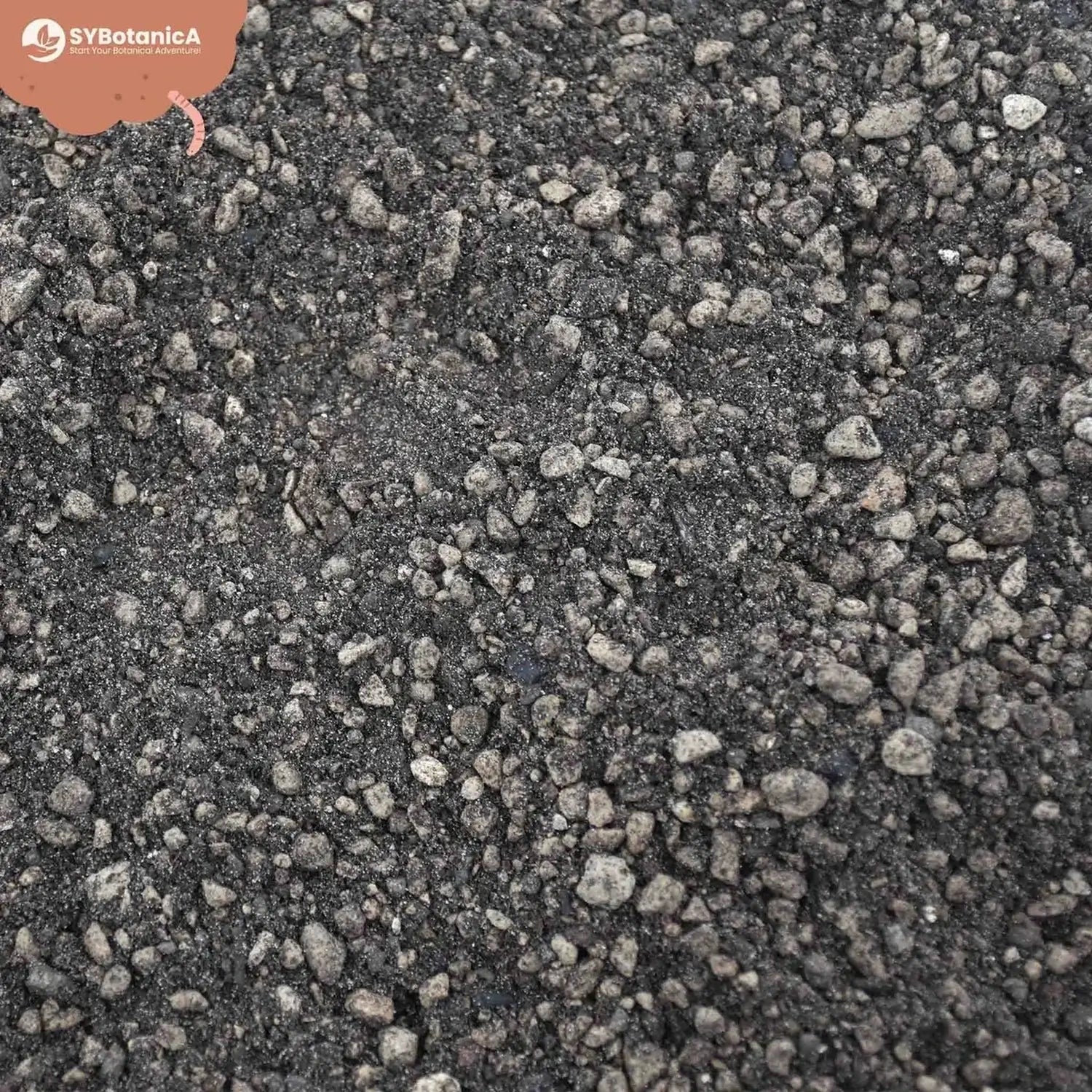 Lithops- & Split-Rock-Substratmischung auf weiĂem Hintergrund, Produktfoto 6.