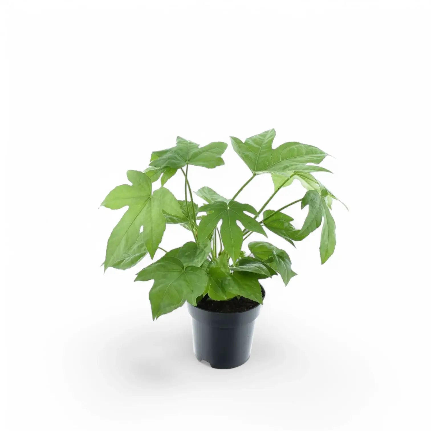 Fatsia japonica potted houseplant in nursery pot on white background, product photo 6.