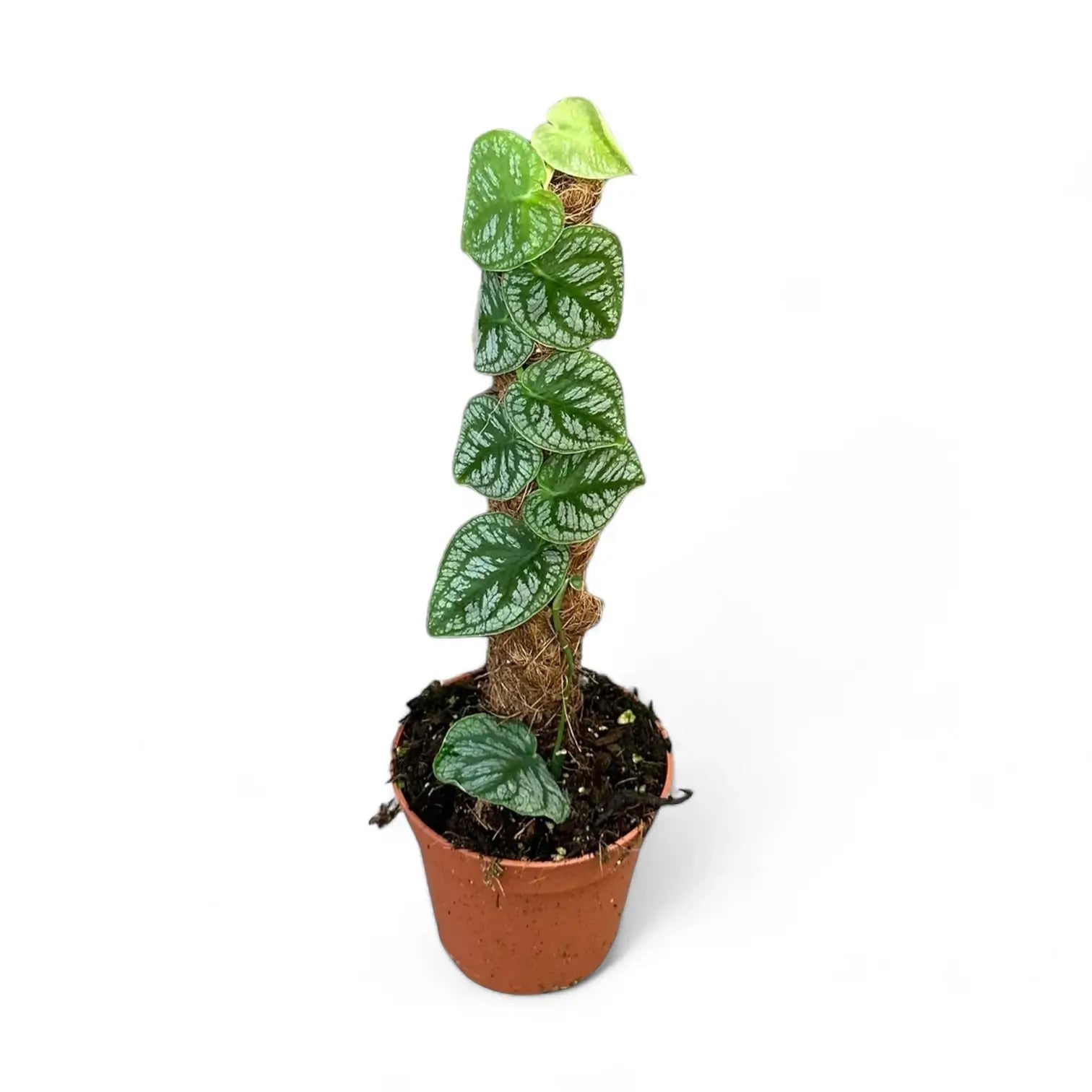 Monstera dubia potted houseplant in nursery pot on white background, product photo 8.