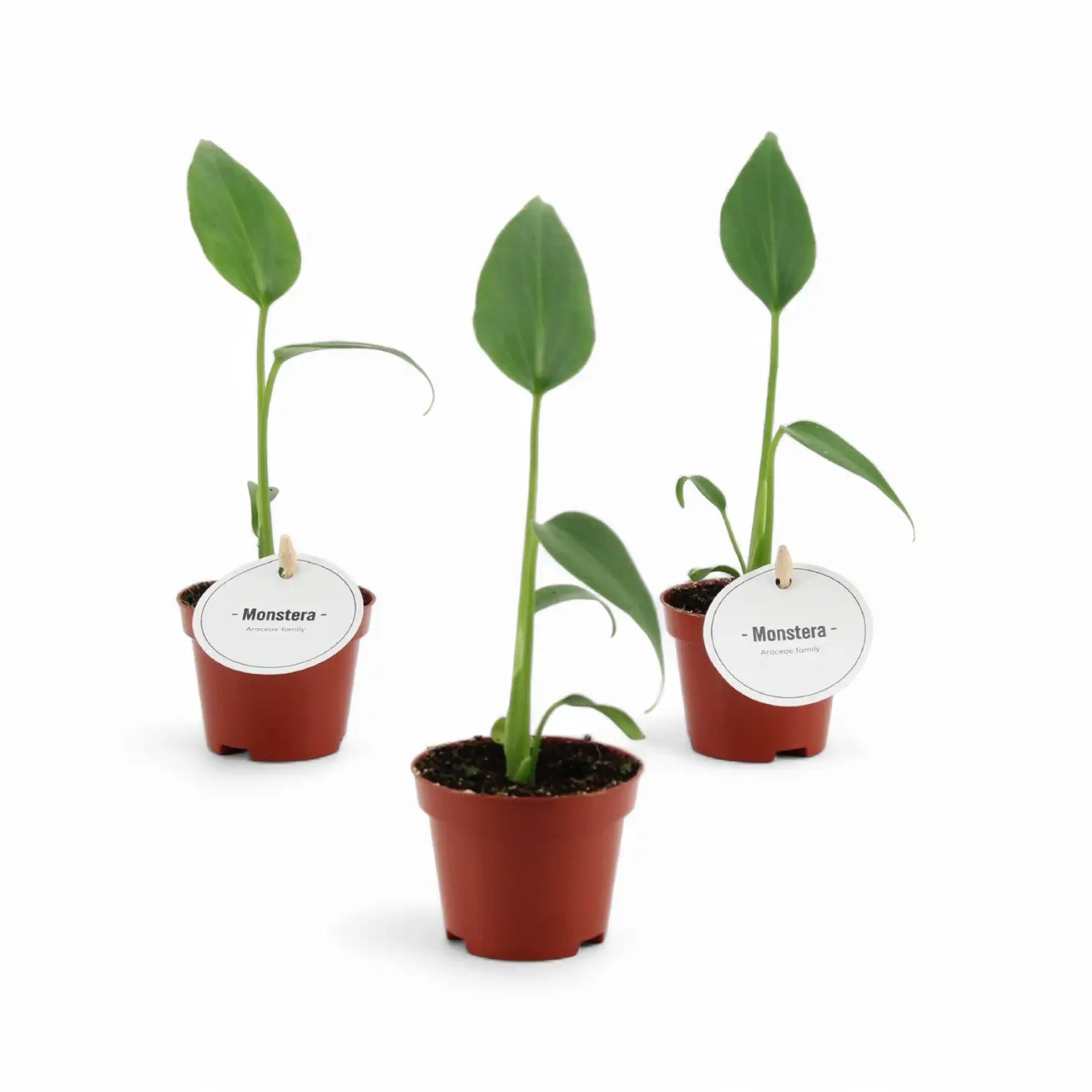 Monstera 'Burle Marx's Flame' â Zimmerpflanze im Kulturtopf auf weiĂem Hintergrund, Produktfoto 7.