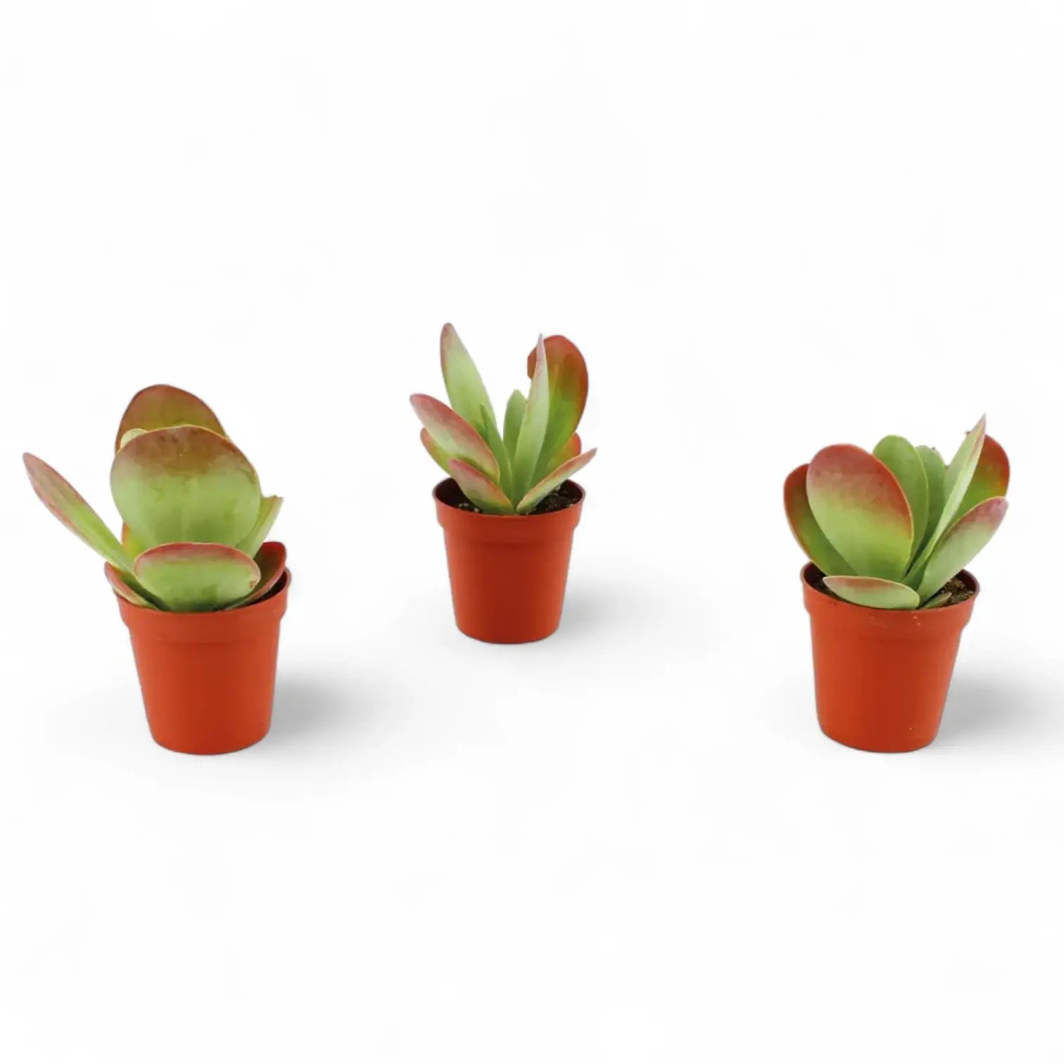 Kalanchoe thyrsiflora potted houseplant in nursery pot on white background, product photo 5.