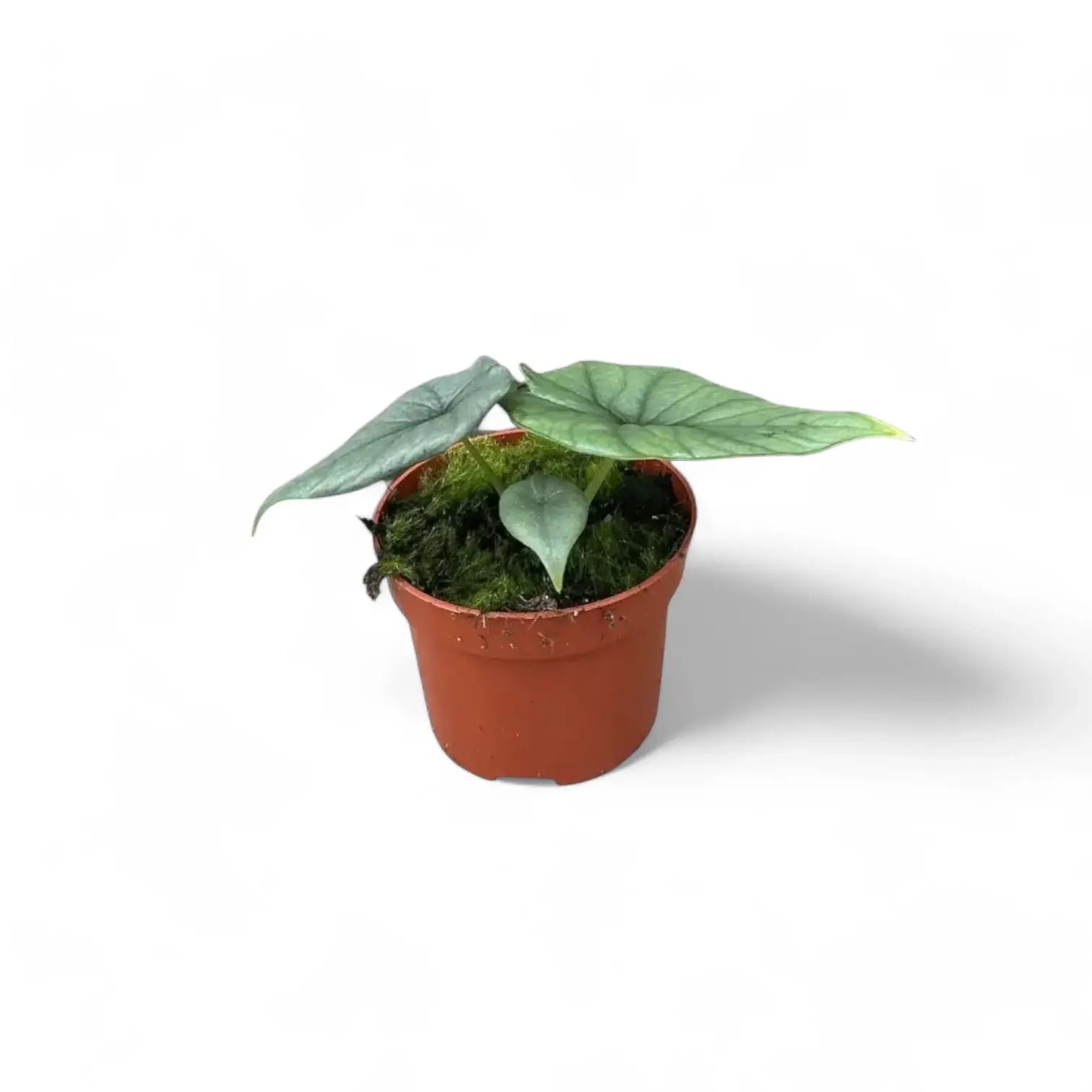 Alocasia 'Bisma' potted houseplant in nursery pot on white background, product photo 5.