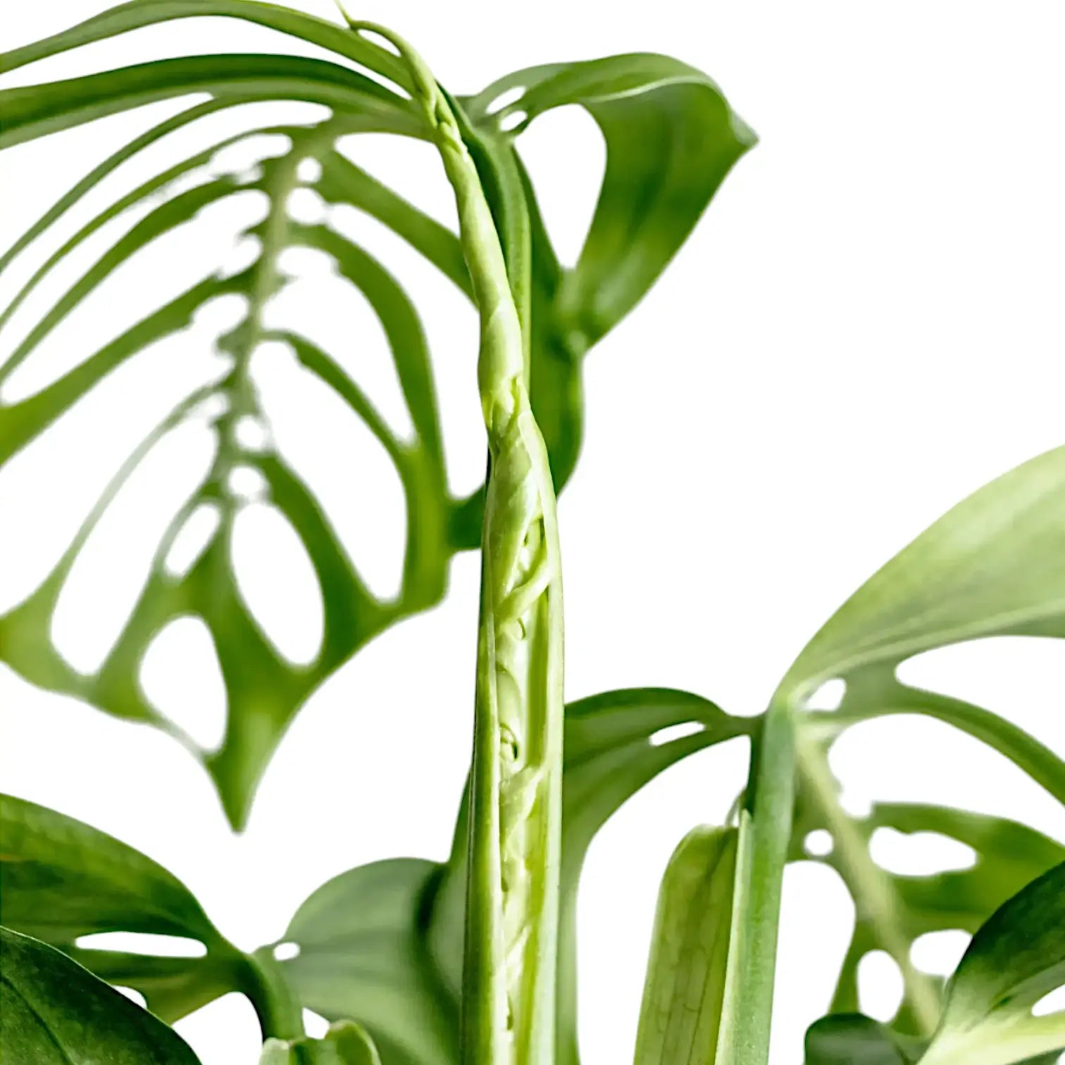Monstera 'Esqueleto' – Blatt-Detailaufnahme auf weißem Hintergrund.