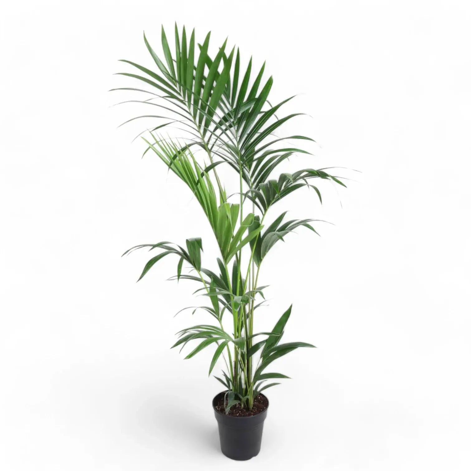 Howea forsteriana potted houseplant in nursery pot on white background, product photo 11.