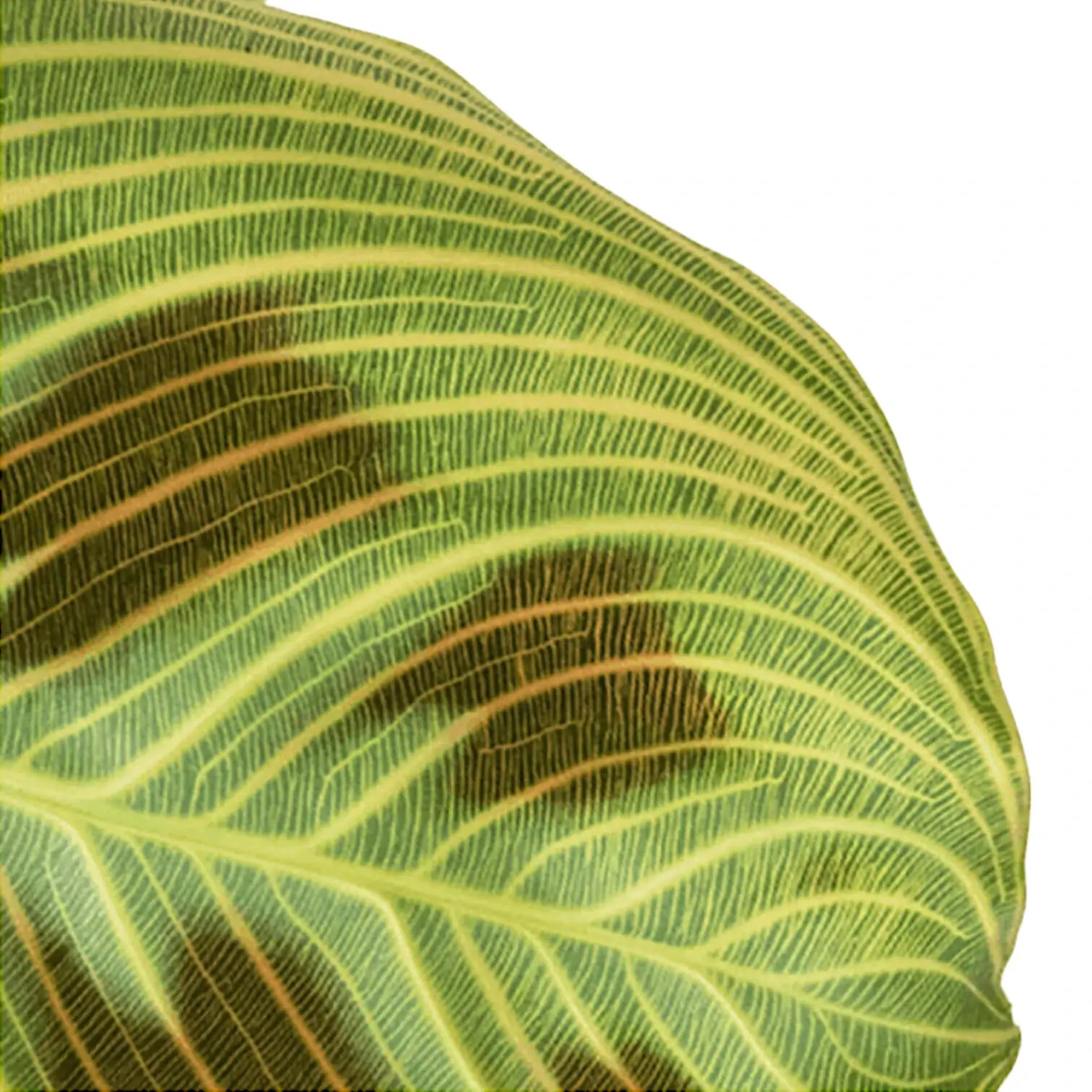 Maranta leuconeura 'Light Veins' ('Fantasy') – Detailaufnahme auf weißem Hintergrund.