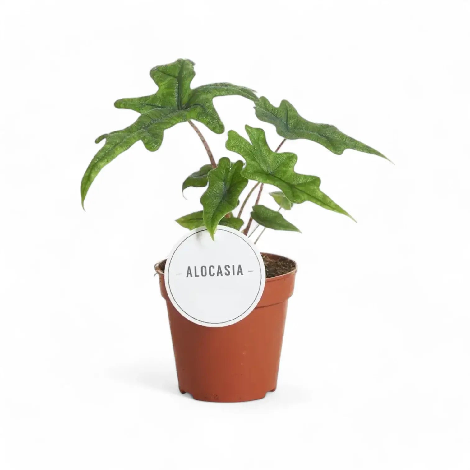 Alocasia 'Jacklyn' potted houseplant in nursery pot on white background, product photo 14.