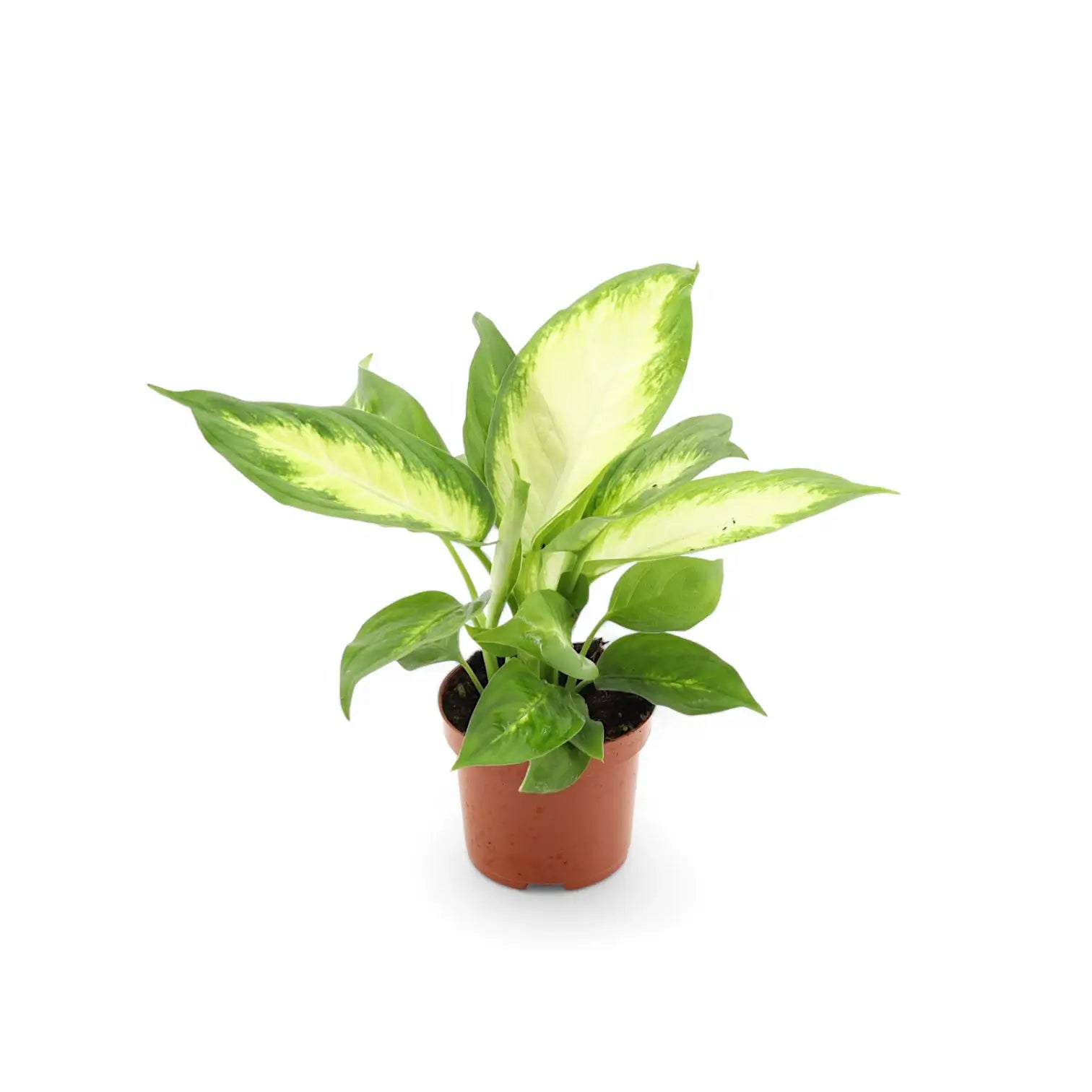 Dieffenbachia seguine 'Camilla' potted houseplant in nursery pot on white background, product photo 4.