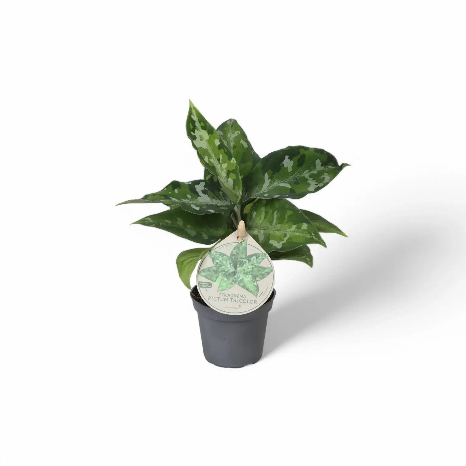 Aglaonema pictum tricolor – Zimmerpflanze im Kulturtopf auf weißem Hintergrund, Produktfoto 5.