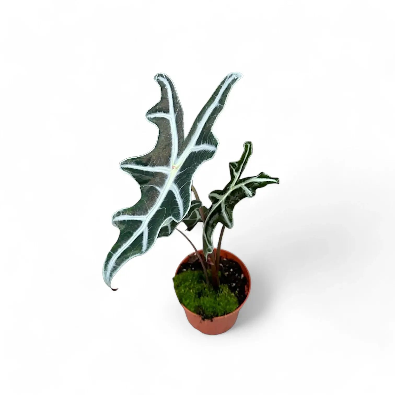 Alocasia sanderiana 'Nobilis' potted houseplant in nursery pot on white background, product photo 5.