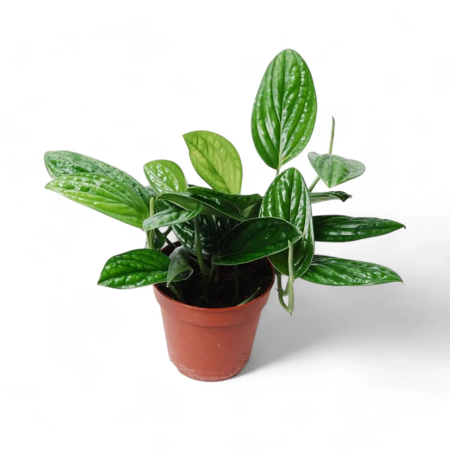Monstera sp. Peru ('Karstenianum') potted houseplant in nursery pot on white background, product photo 4.
