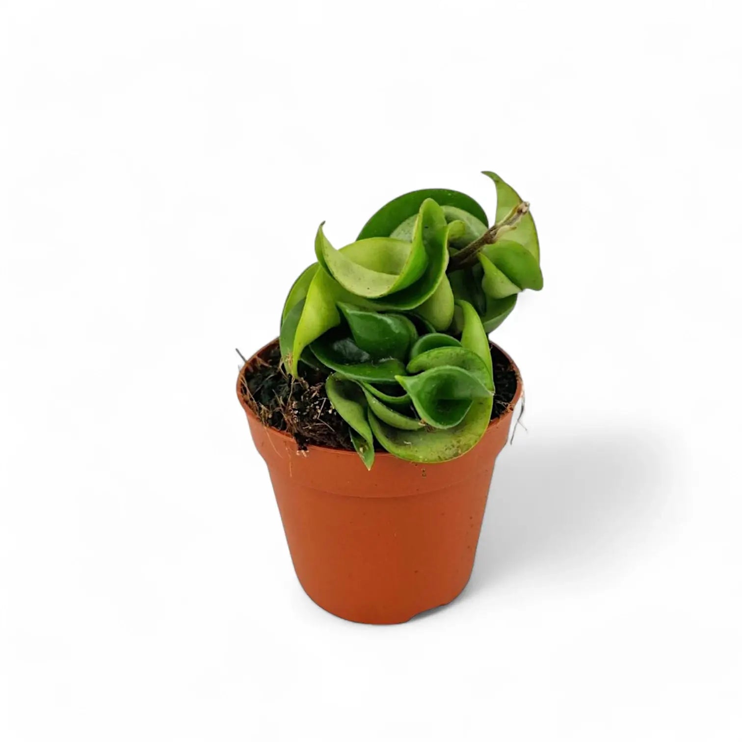 Hoya carnosa 'Compacta' potted houseplant in nursery pot on white background, product photo 2.