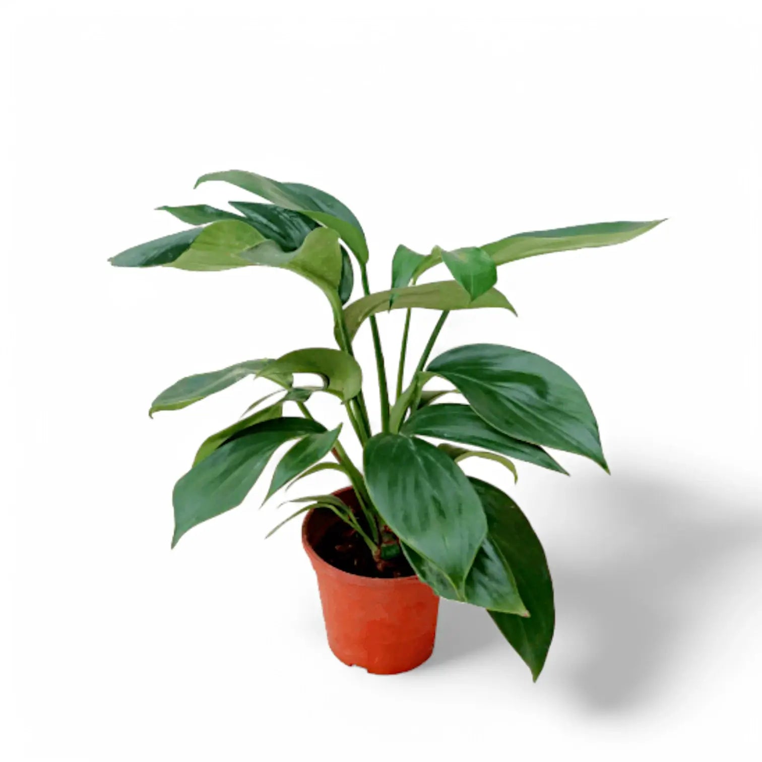 Rhaphidophora decursiva 'Dragon Tail' potted houseplant in nursery pot on white background, product photo 3.