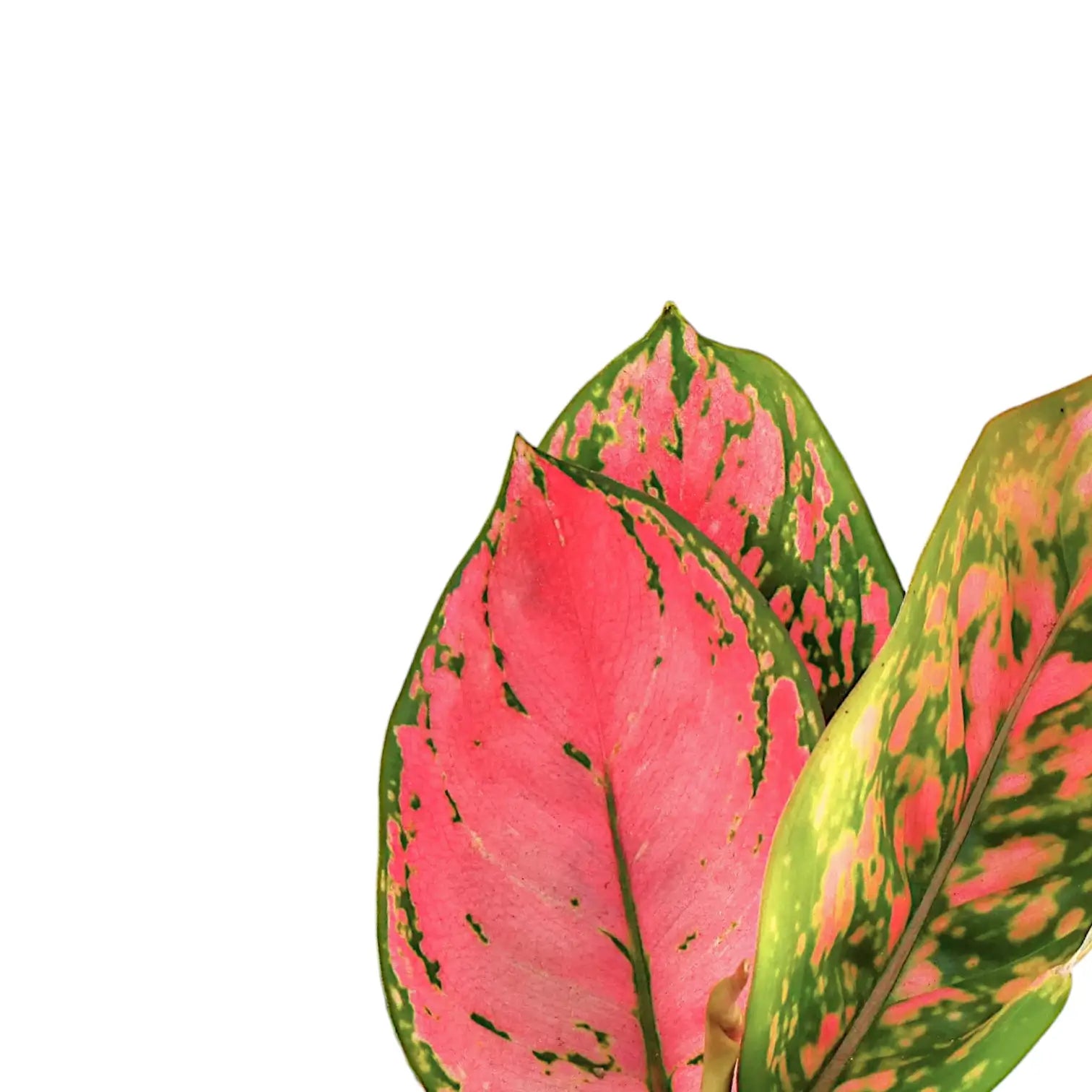 Aglaonema 'Red Zircon' – Nahaufnahme eines Blatts vor weißem Hintergrund.