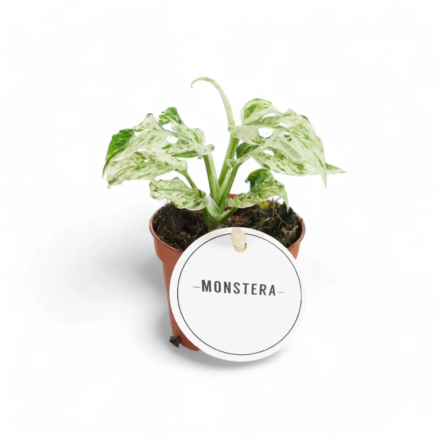 Monstera adansonii 'Frozen Freckles' – Zimmerpflanze im Kulturtopf auf weißem Hintergrund, Produktfoto 4.