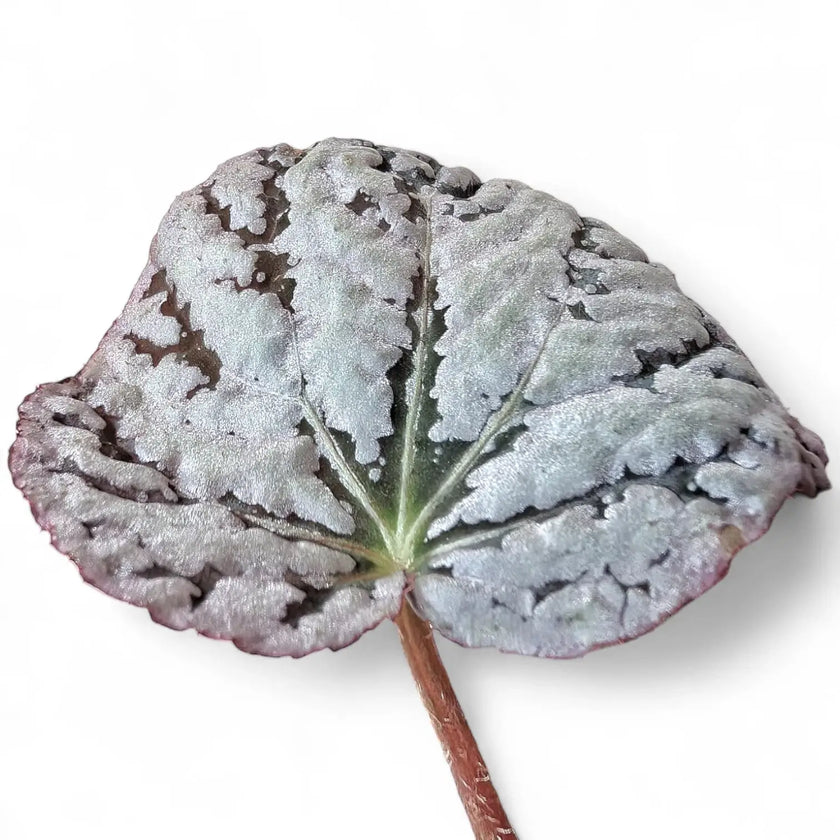 Begonia rex 'Chayo' leaf close-up on white background.