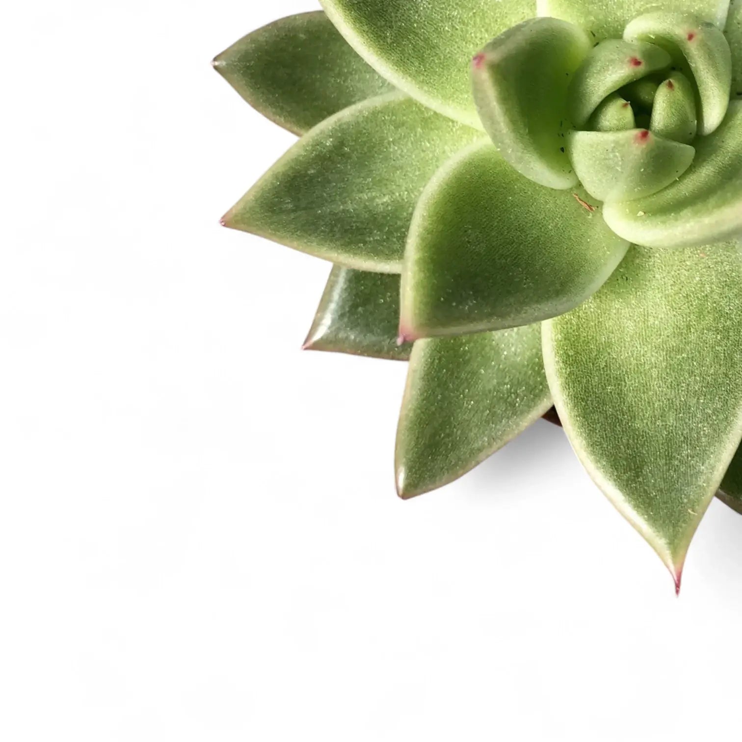 Echeveria agavoides 'Miranda' â Nahaufnahme eines Blatts vor weiĂem Hintergrund.