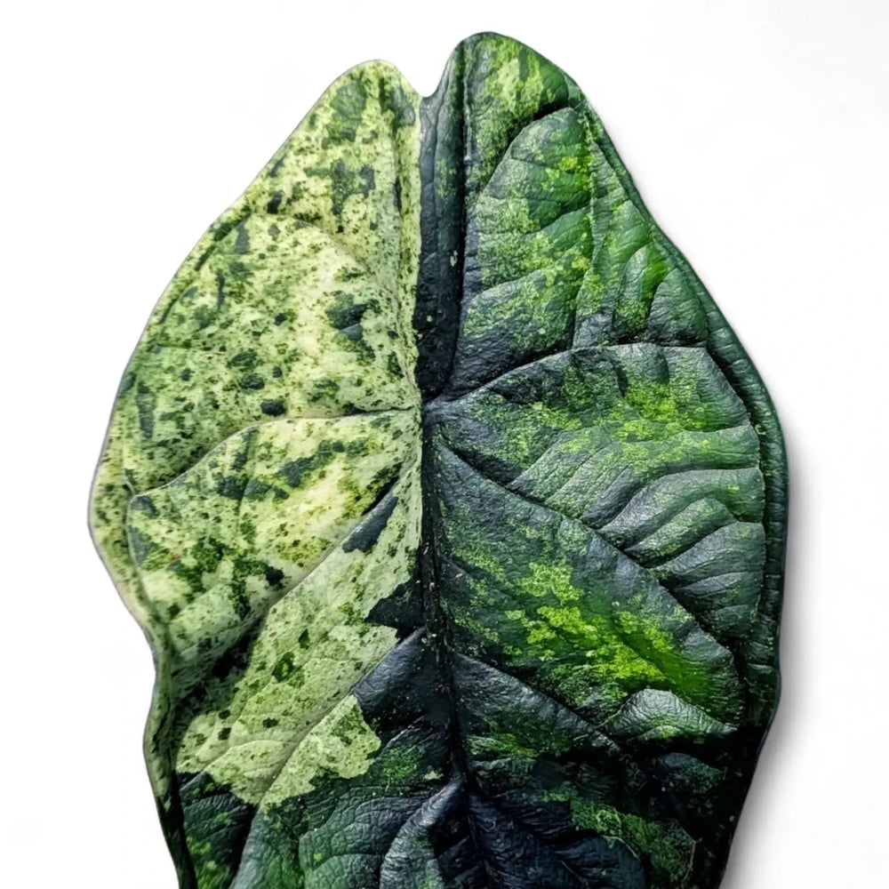 Alocasia baginda 'Dragon scale' Mint Variegata – Blatt-Detailaufnahme auf weißem Hintergrund.