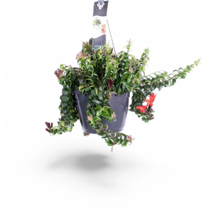 Aeschynanthus 'Swing' – Zimmerpflanze im Kulturtopf auf weißem Hintergrund, Produktfoto 2.