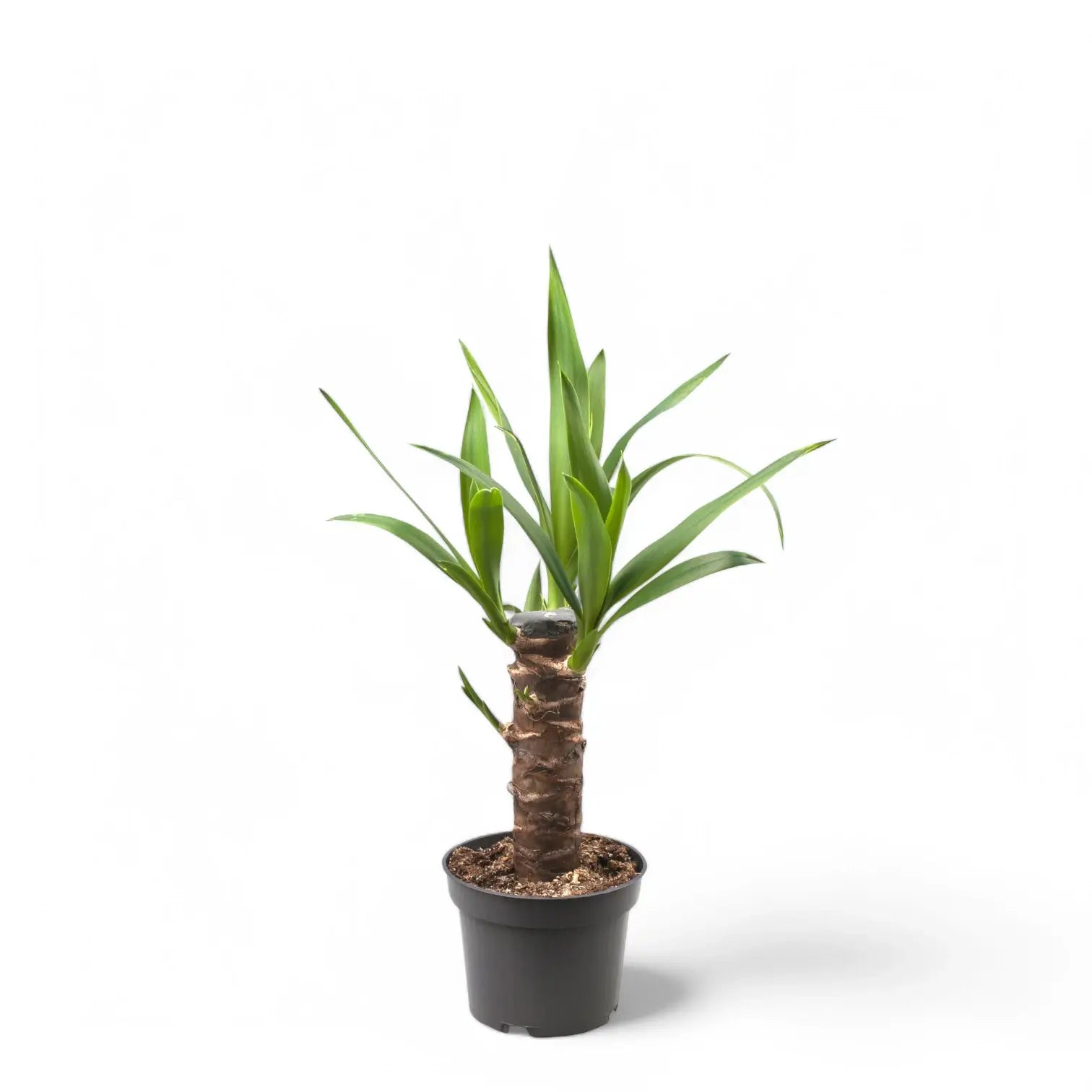 Yucca gigantea potted houseplant in nursery pot on white background, product photo 4.