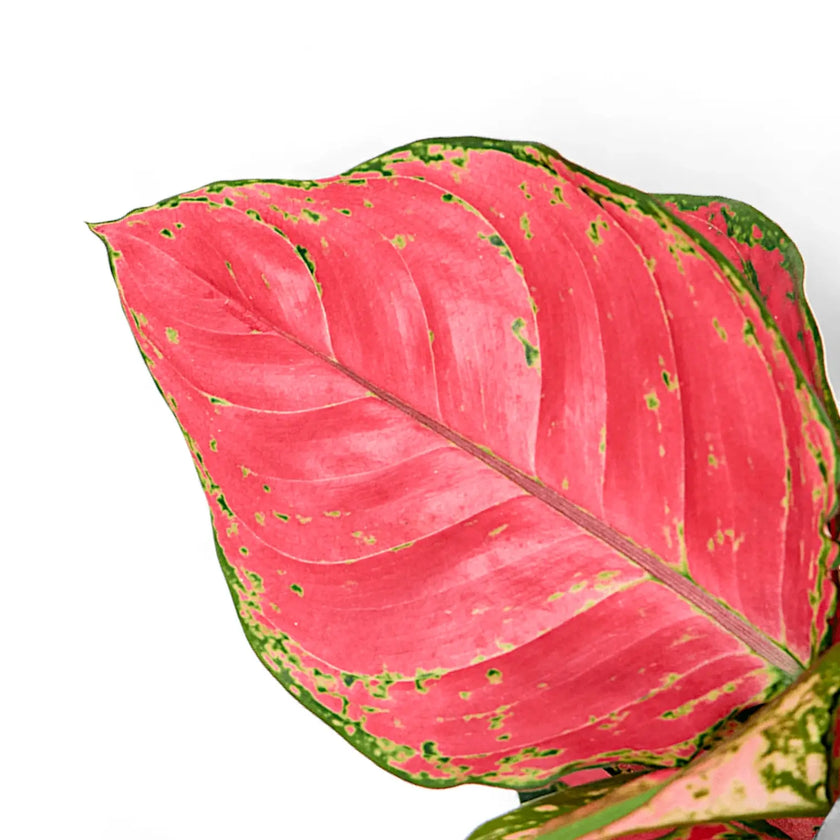 Nahaufnahme eines Blatts von Aglaonema 'Red Joy' vor weißem Hintergrund.