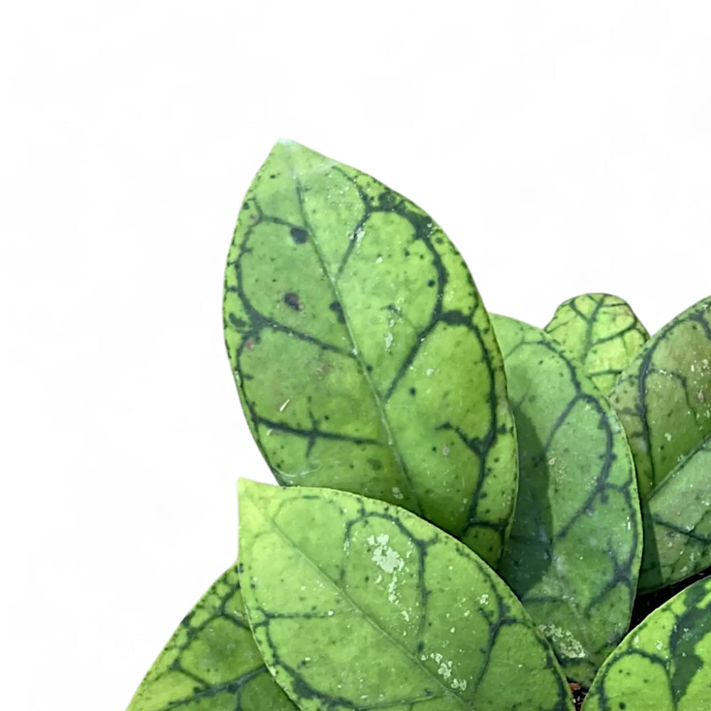 Hoya callistophylla – Blatt-Detailaufnahme auf weißem Hintergrund.