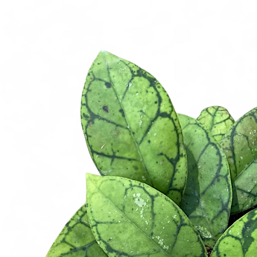 Nahaufnahme eines Blatts von Hoya callistophylla vor weißem Hintergrund.