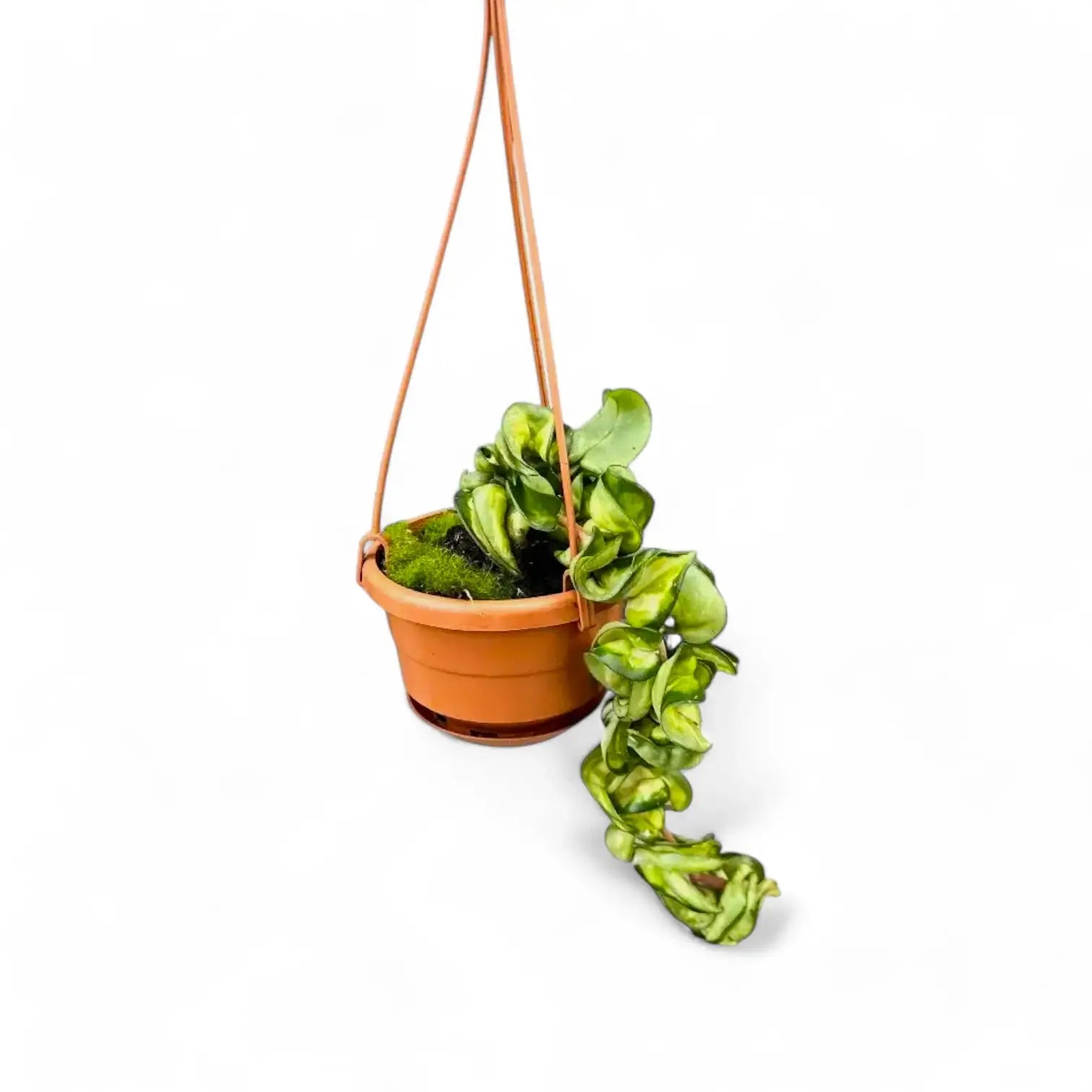 Hoya carnosa ‘Mauna Loa’ ('Lura Lei', 'Exotica') potted houseplant in nursery pot on white background, product photo 6.