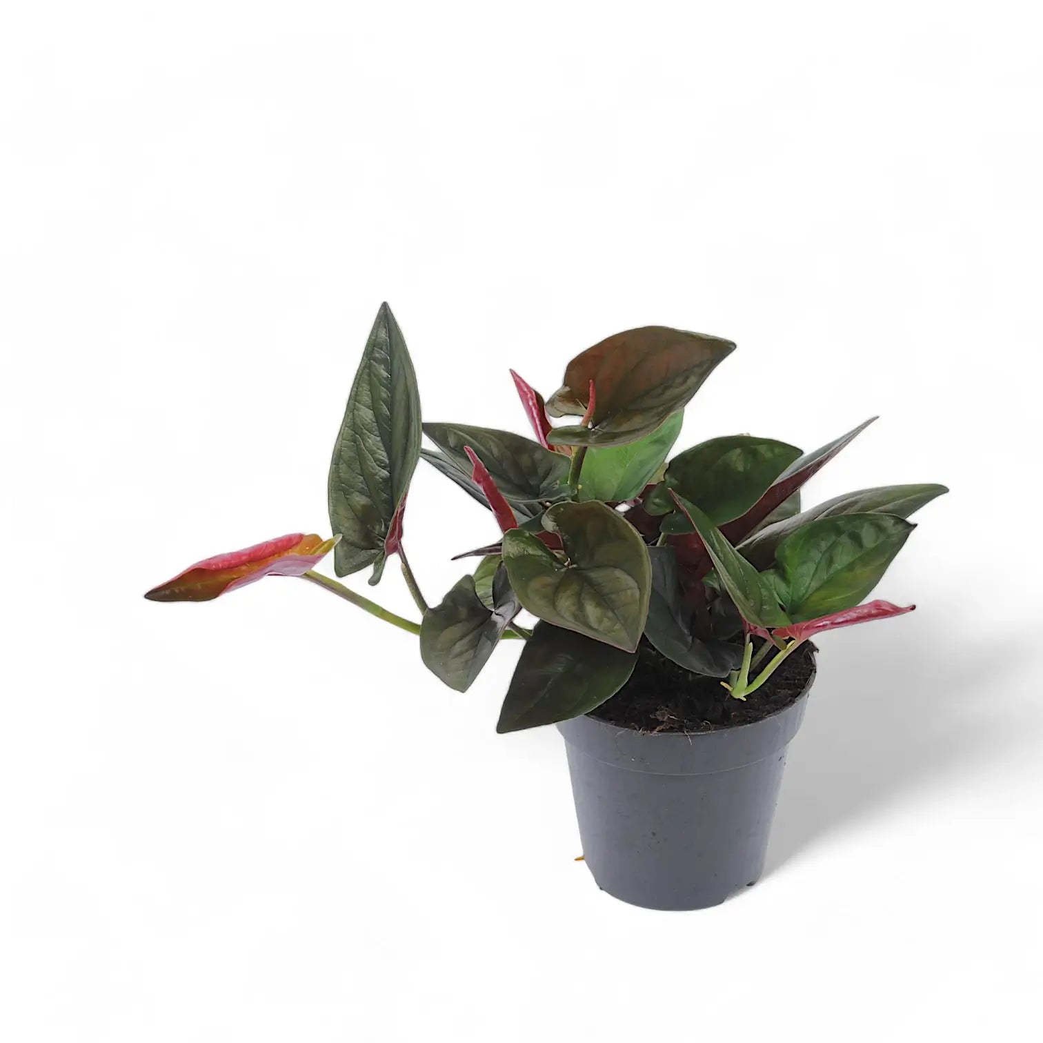 Syngonium erythrophyllum 'Red Arrow' potted houseplant in nursery pot on white background, product photo 2.