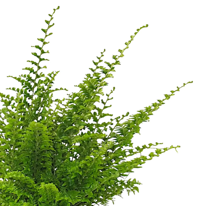 Nahaufnahme eines Wedels von Nephrolepis exaltata 'Green Fantasy' vor weißem Hintergrund.