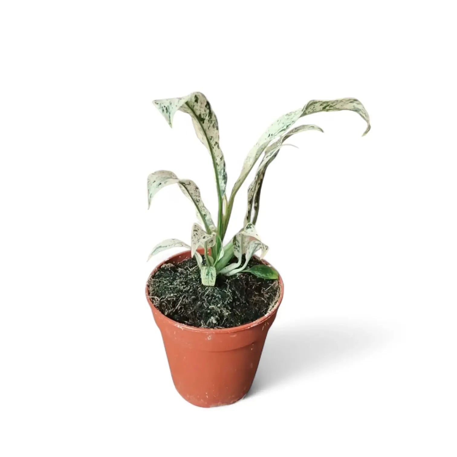 Rhaphidophora puberula variegata – Topfpflanze im Kulturtopf vor weißem Hintergrund, Produktfoto 4.