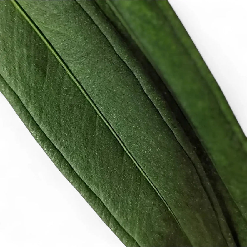 Nahaufnahme eines Blatts von Anthurium bakeri vor weißem Hintergrund.