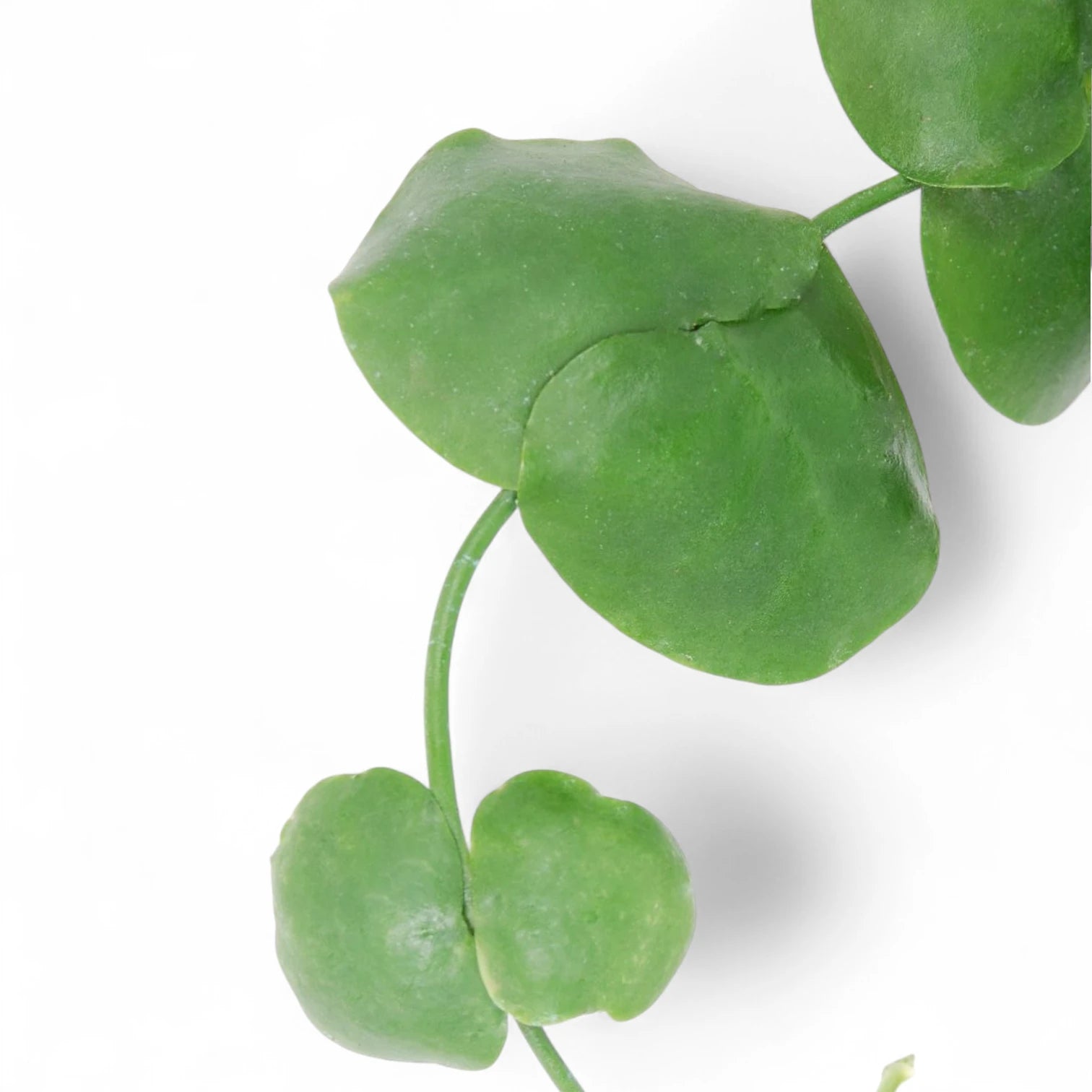 Dischidia platyphylla – Nahaufnahme eines Blatts vor weißem Hintergrund.