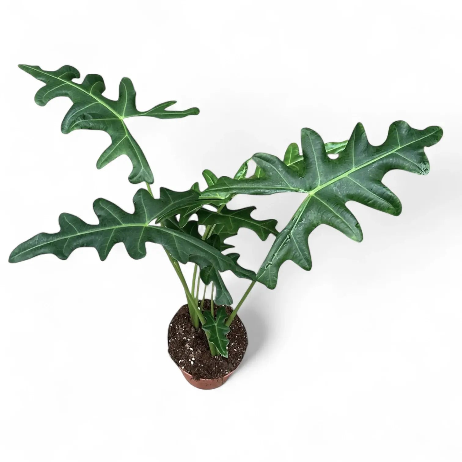 Alocasia portei potted houseplant in nursery pot on white background, product photo 2.