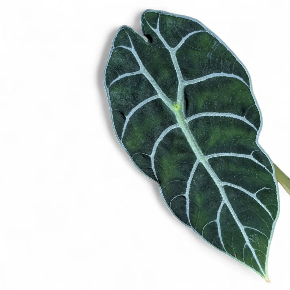 Alocasia 'Prince of Curup' – Blatt-Detailaufnahme auf weißem Hintergrund.