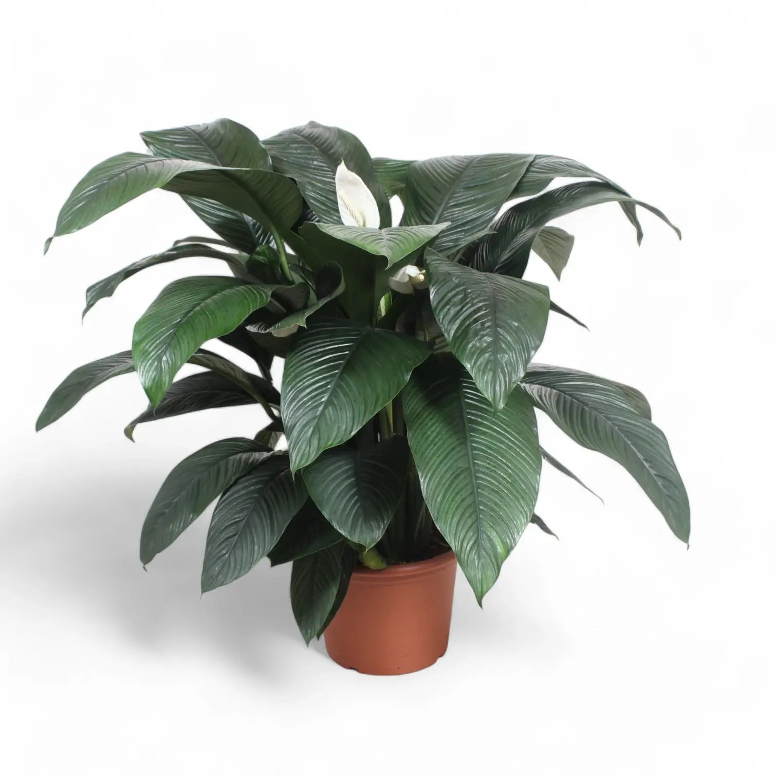 Spathiphyllum wallisii 'Sensation' potted houseplant in nursery pot on white background, product photo 6.