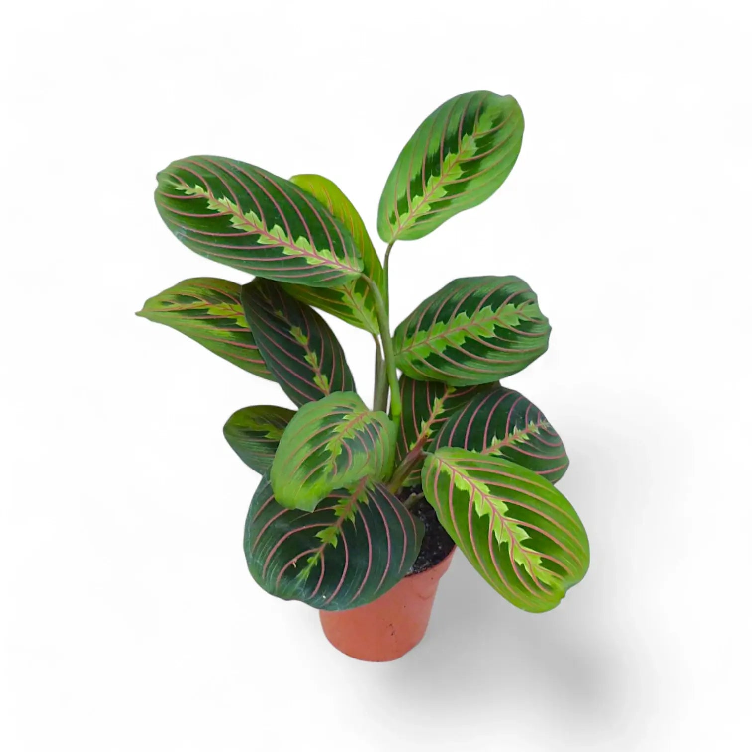Maranta leuconeura 'Fascinator' ('Tricolor', 'Red Stripe') potted houseplant in nursery pot on white background, product photo 9.