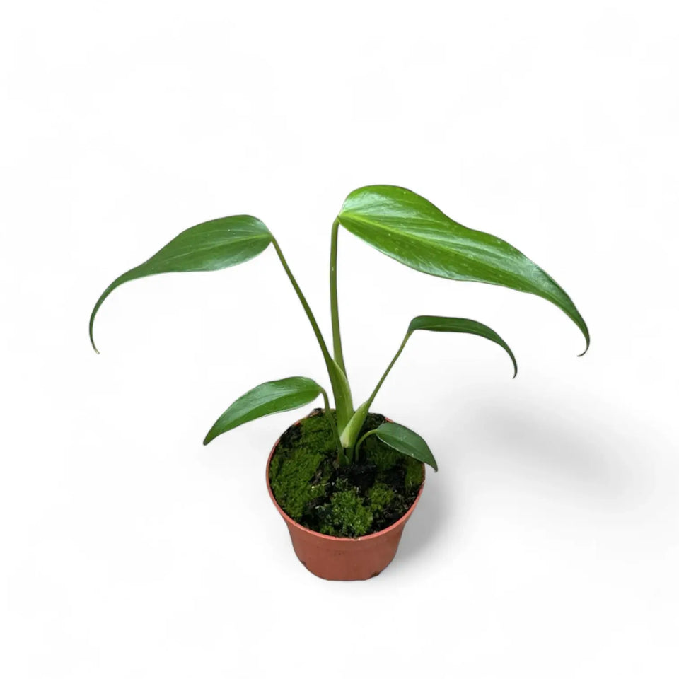 Monstera 'Burle Marx's Flame' potted houseplant in nursery pot on white background, product photo 10.