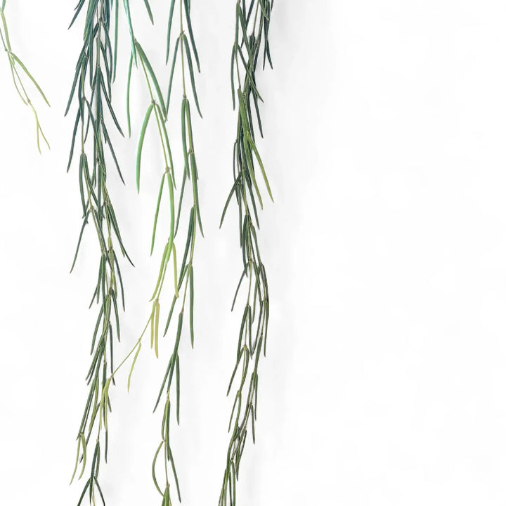 Hoya linearis – Topfpflanze im Kulturtopf vor weißem Hintergrund, Produktfoto 2.