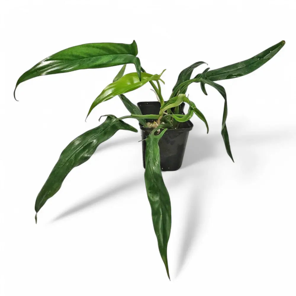 Philodendron holtonianum potted houseplant in nursery pot on white background, product photo 4.