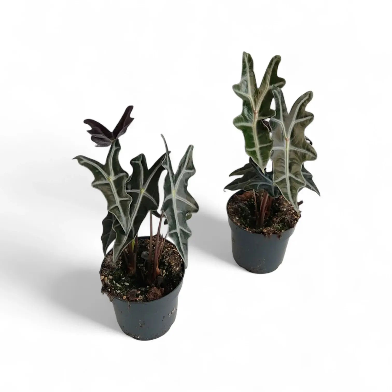 Alocasia sanderiana 'Nobilis' potted houseplant in nursery pot on white background, product photo 2.