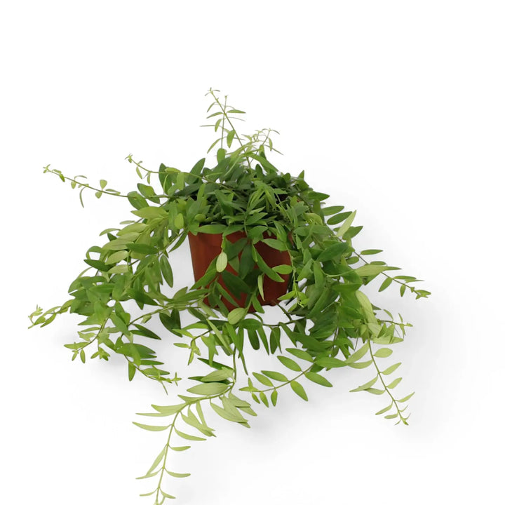 Aeschynanthus 'Japhrolepis' – Zimmerpflanze im Kulturtopf auf weißem Hintergrund, Produktfoto 2.