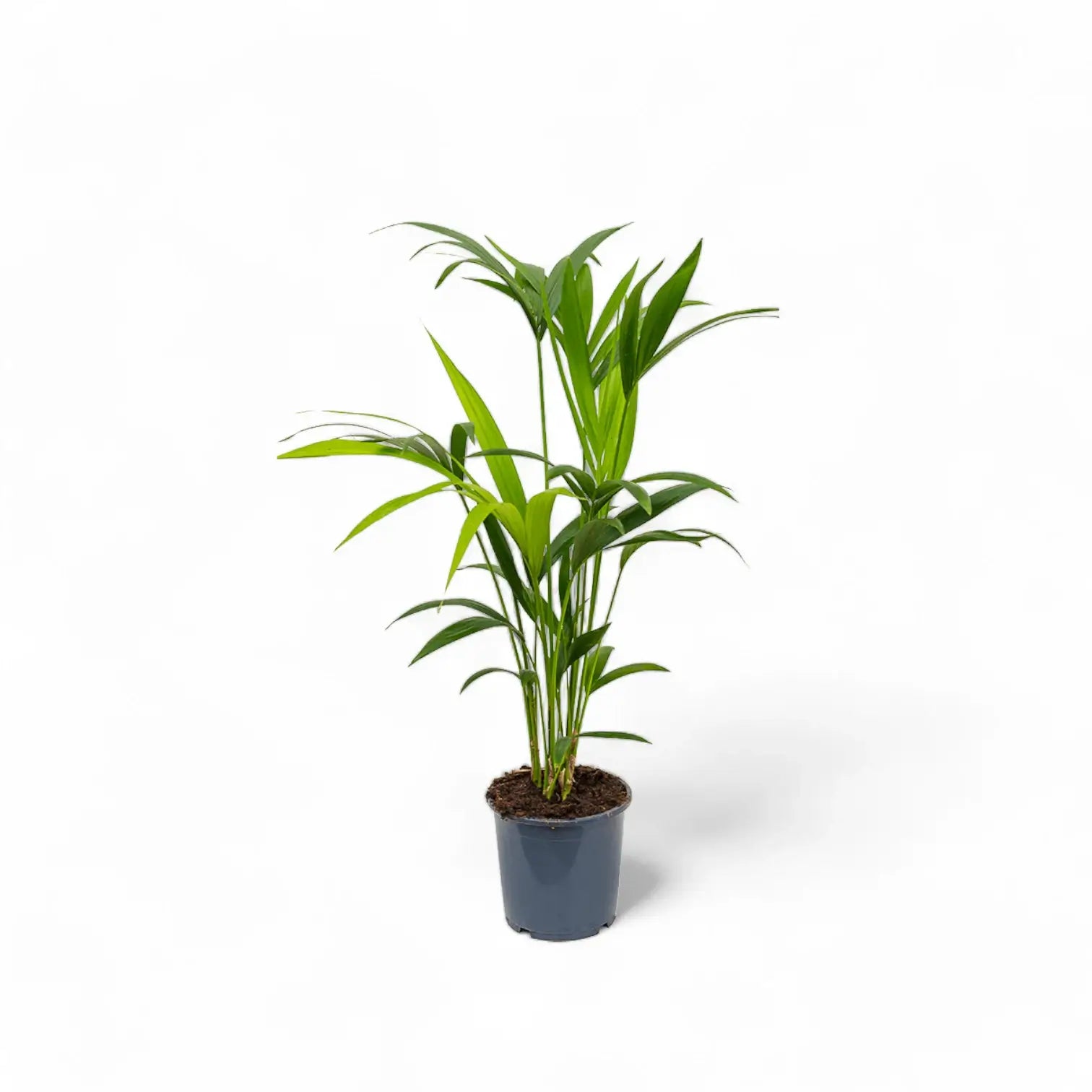 Howea forsteriana potted houseplant in nursery pot on white background, product photo 6.