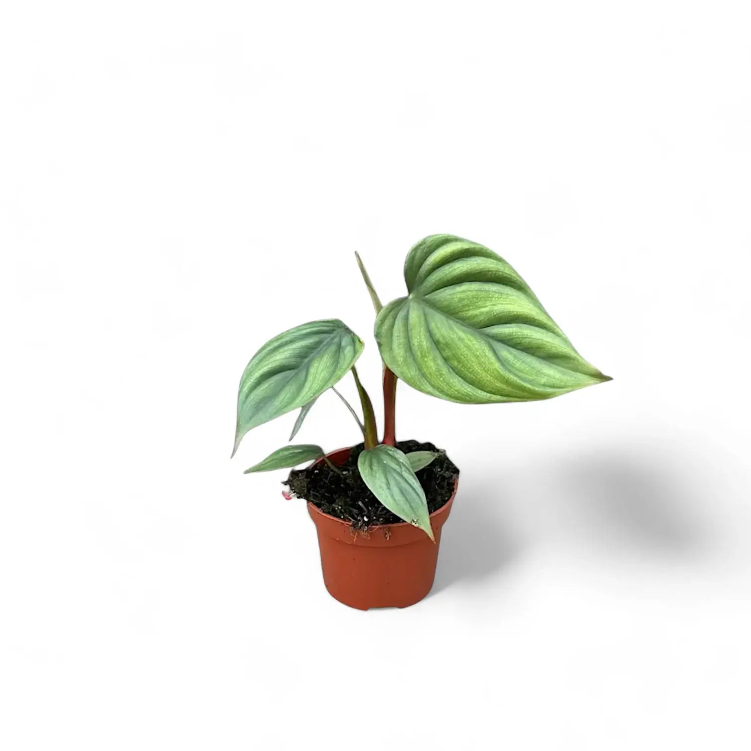 Philodendron sp. Colombia potted houseplant in nursery pot on white background, product photo 3.