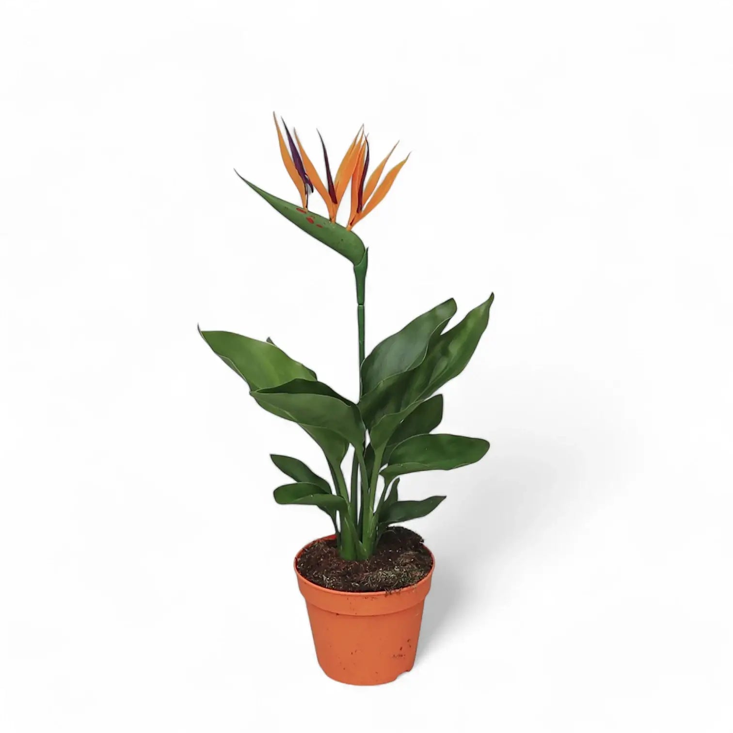 Strelitzia reginae – Zimmerpflanze im Kulturtopf auf weißem Hintergrund, Produktfoto 5.